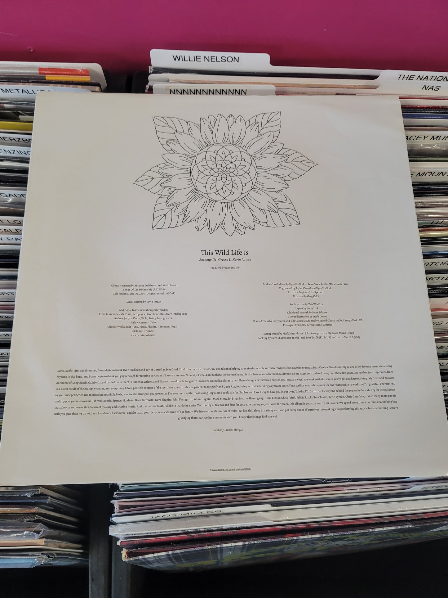 USED: This Wild Life - Petaluma LP record (light blue vinyl)