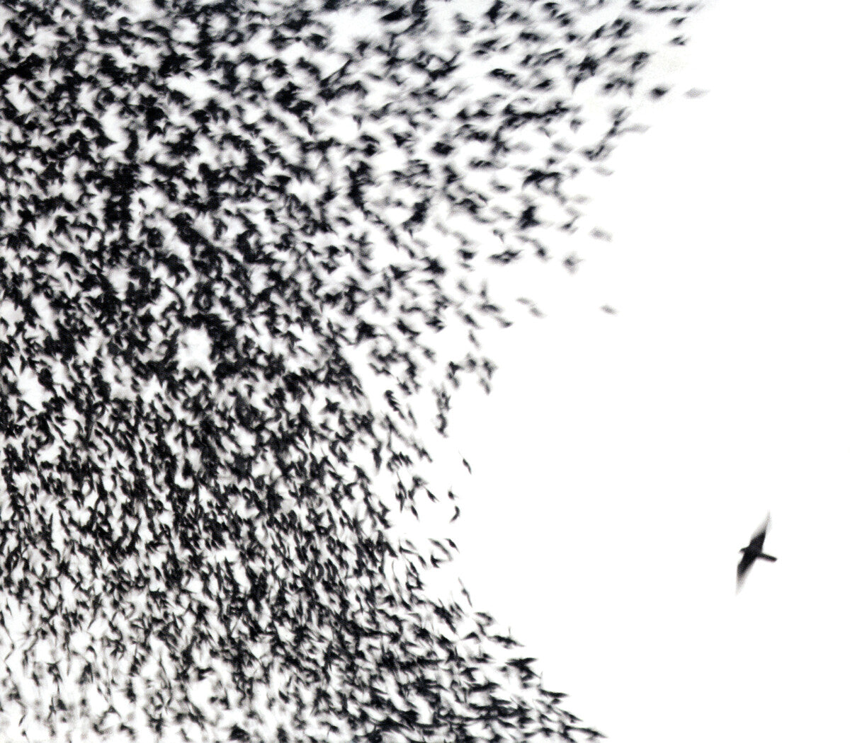 Wilco - Sky Blue Sky LP vinyl record
