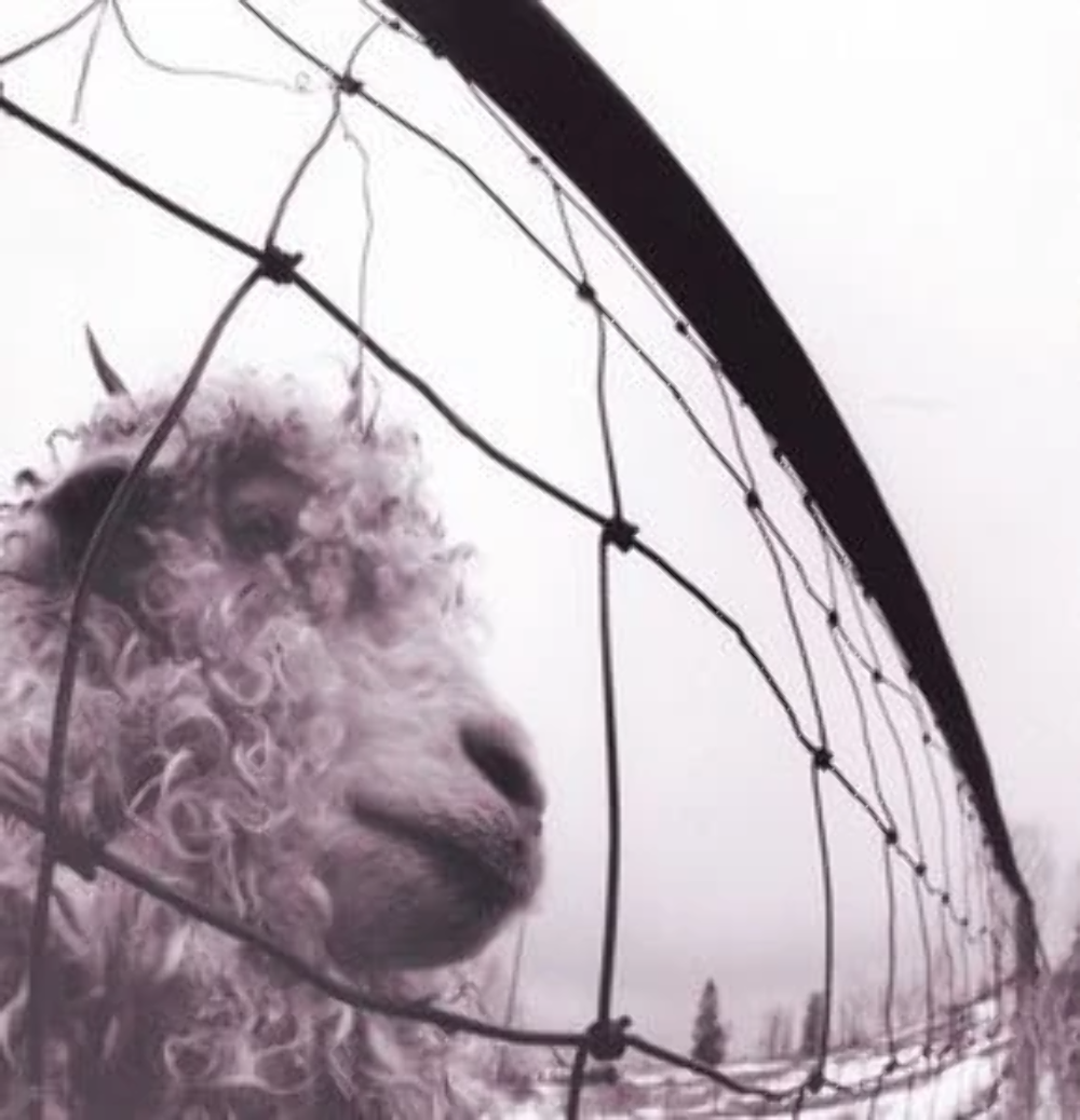 Pearl Jam - vs. CD