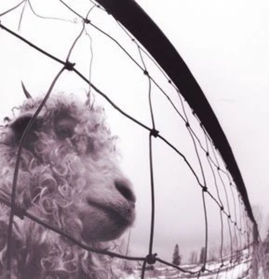Pearl Jam - vs. CD