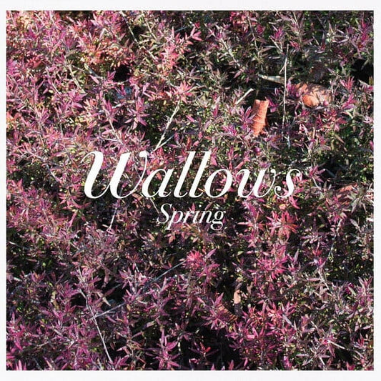 Wallows - Spring CD EP